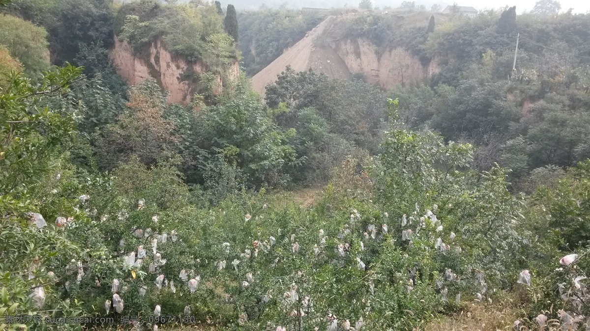 柿子树 田园风光 山林 果园 柿子 自然景观 灰色