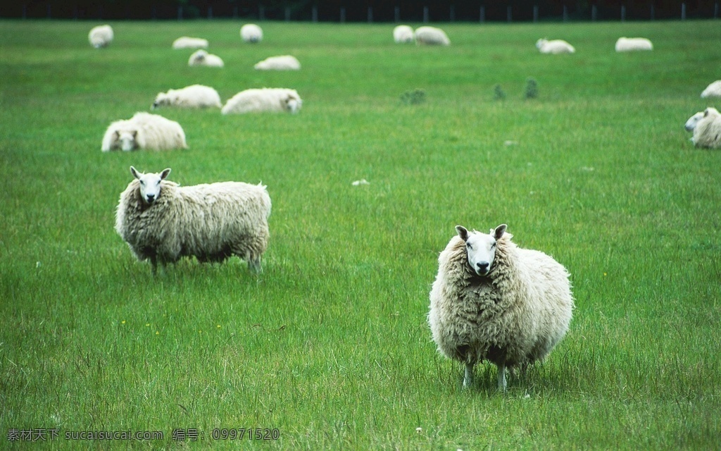 澳洲羊毛 澳洲绵羊 养殖 农场 农场动物 哺乳动物 春天 母子 母子情 母羊 母羊哺乳 牧场 牲畜 绿色 羊 羊群 羔羊跪乳 生物世界 家禽家畜