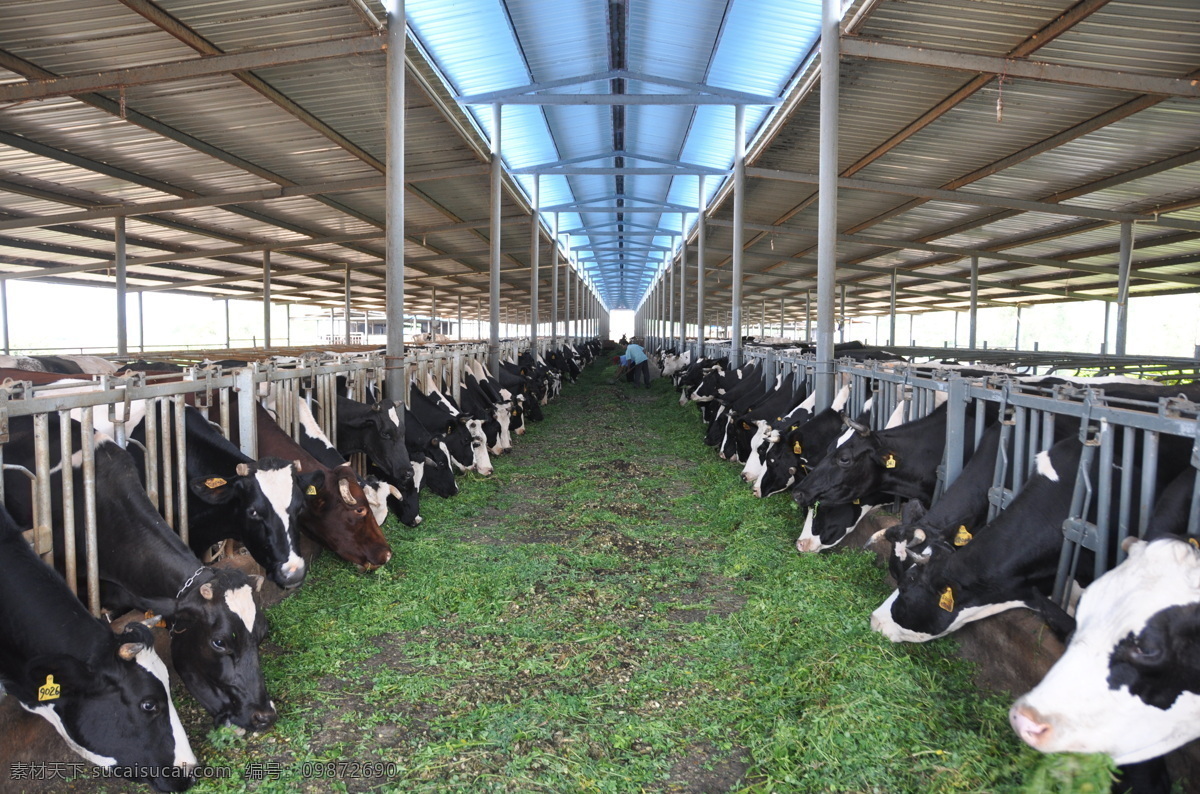 奶牛养殖 奶牛 牛奶 养殖 养殖场 养殖业 家畜 棚 大棚养殖 喂牛 绿色 环保 家禽家畜 生物世界