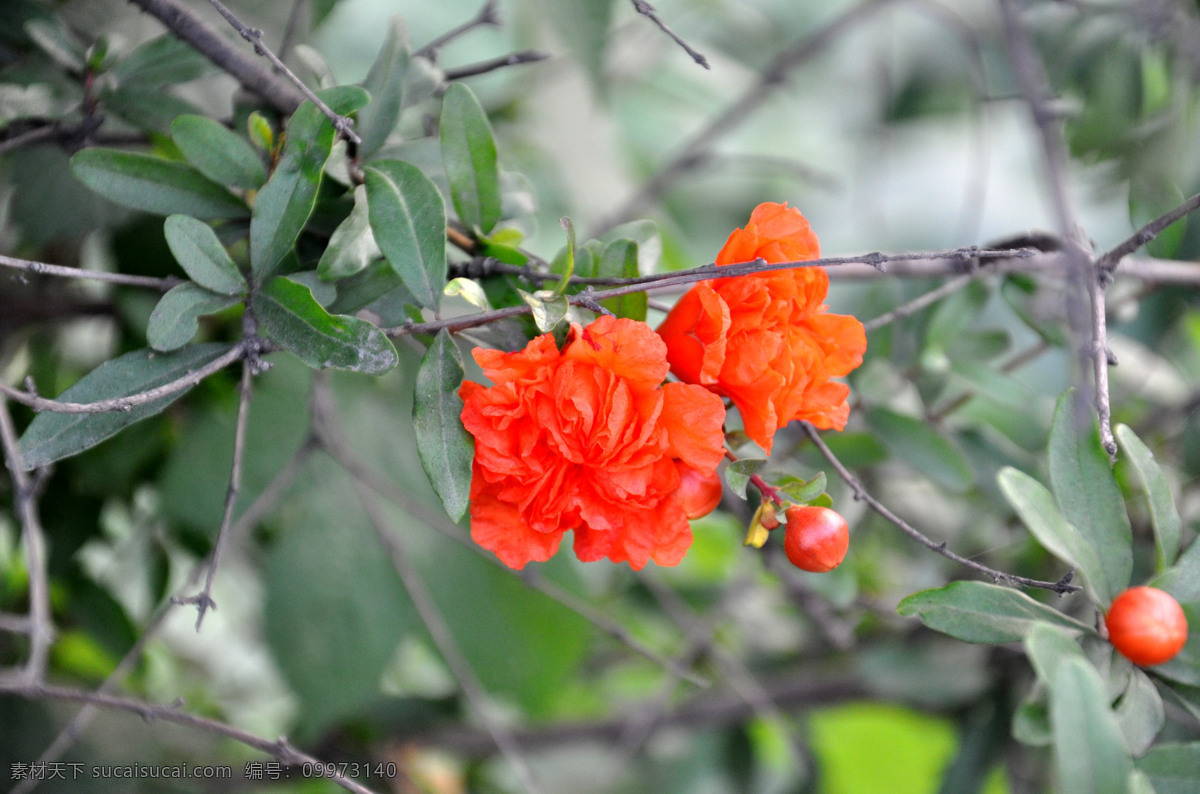 石榴花 石榴树 木本植物 鲜花 红花 花蕾 花朵 花草图片 花草 生物世界