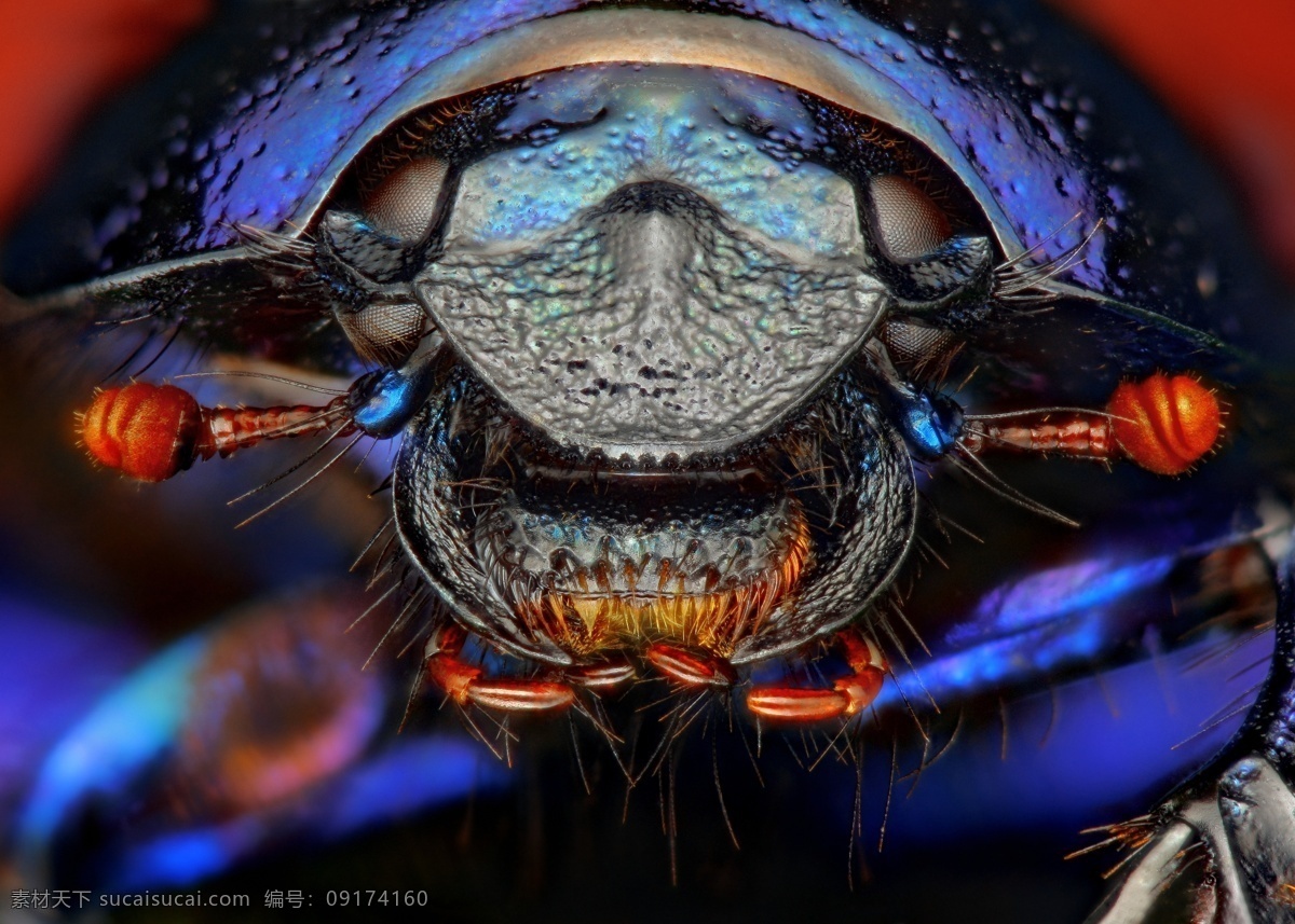 甲壳虫 微 距 甲壳虫微距 彩色微距 昆虫 虫类 微距摄影 昆虫眼睛 昆虫动物 昆虫世界 生物世界