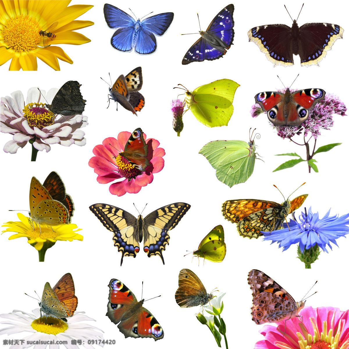 蝴蝶 美丽蝴蝶 飞蛾 动物世界 鲜花 花朵 昆虫世界 生物世界 白色