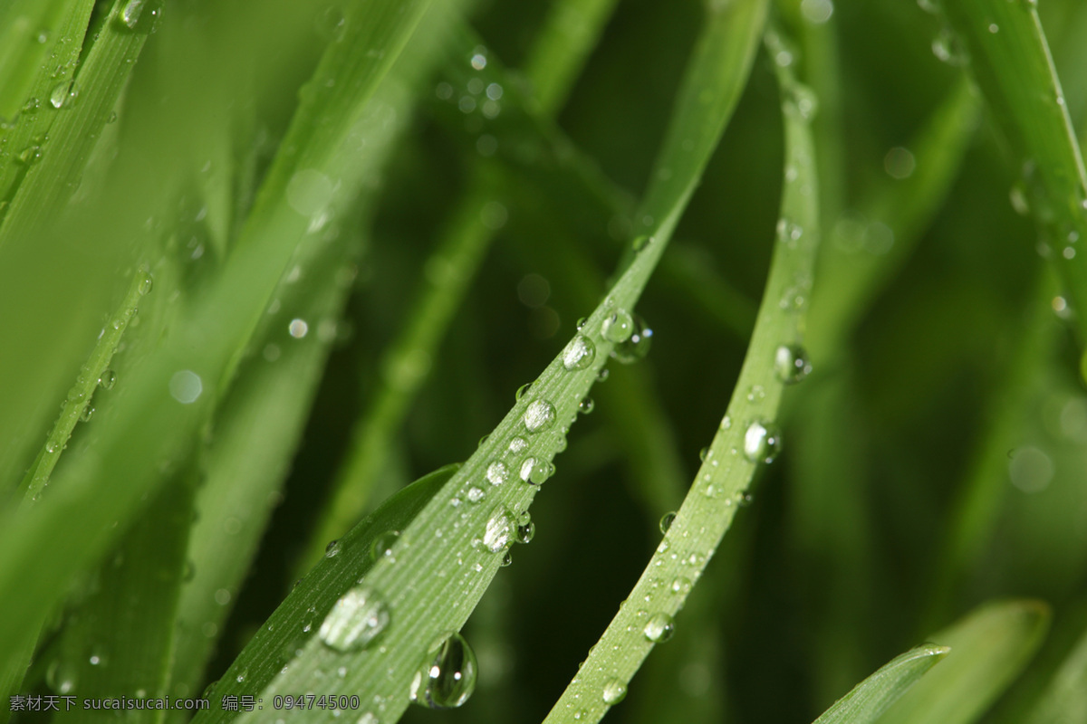 草 花草 环保 露水 绿草 绿色 绿叶 绿叶底纹 水珠 水滴 青草 植物 植被 生态 花草主题 生物世界 花草高清图片 psd源文件