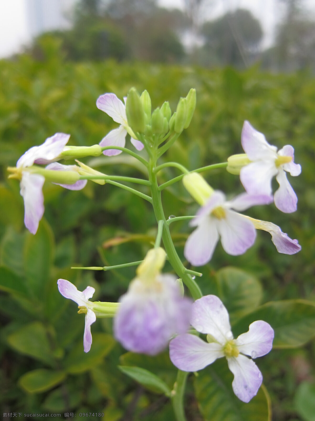 紫色 花 春天 花草 生物世界 浙江 紫色花 金华 psd源文件