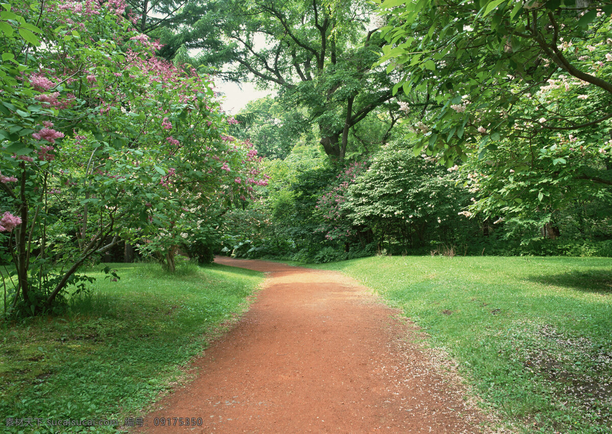 小路 风景 道路 草地 绿树 自然风景 旅游摄影