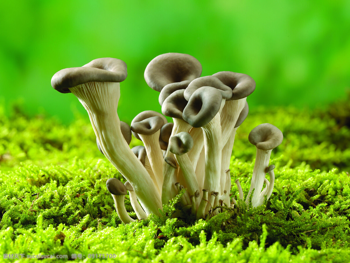 长 草地 簇 蘑菇 蔬菜 食物 菌类 新鲜 一簇蘑菇 绿色 蘑菇图片 餐饮美食