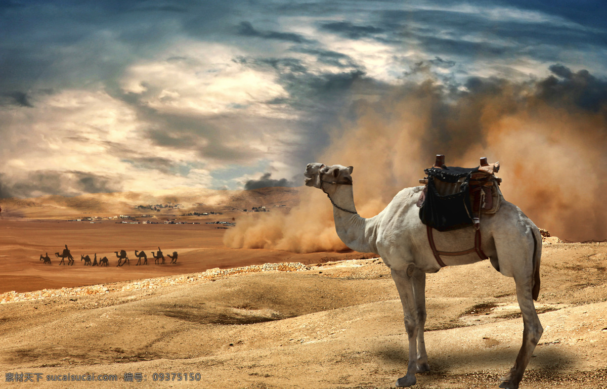 沙漠骆驼 沙漠 沙 沙尘 沙尘暴 骆驼 马可波罗 丝绸之路 贸易 阿拉伯 戈壁 撒哈拉 生物世界 野生动物