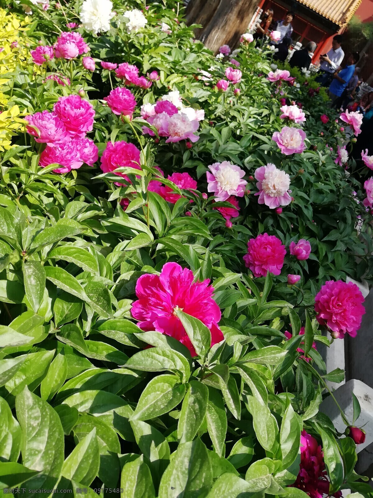 牡丹 花色泽艳丽 玉笑珠香 风流潇洒 富丽堂皇 花中之王 旅游摄影 国内旅游