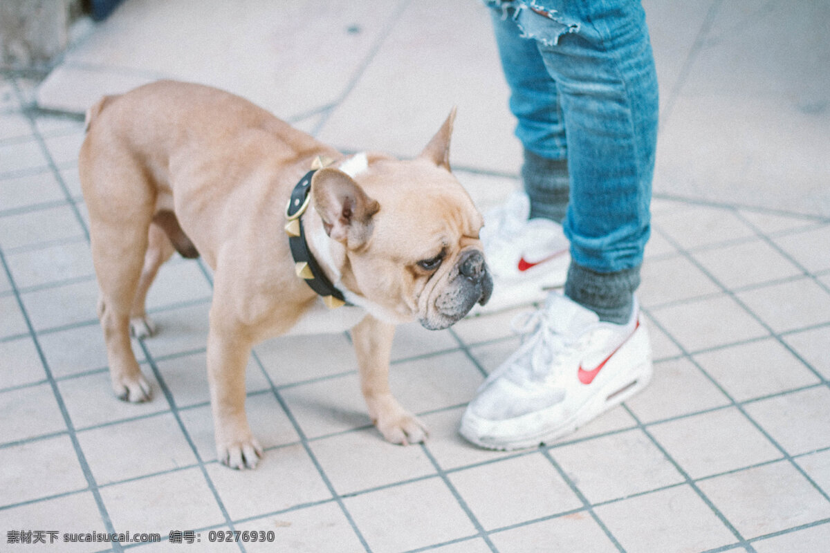 萌宠斗牛犬 沙皮狗 斗牛犬 宠物 宠物狗 萌宠 汪星人 狗狗 小狗 狗链 萌狗狗 可爱 动物 运动鞋 近景 局部 特写 家庭宠物 生物世界 家禽家畜