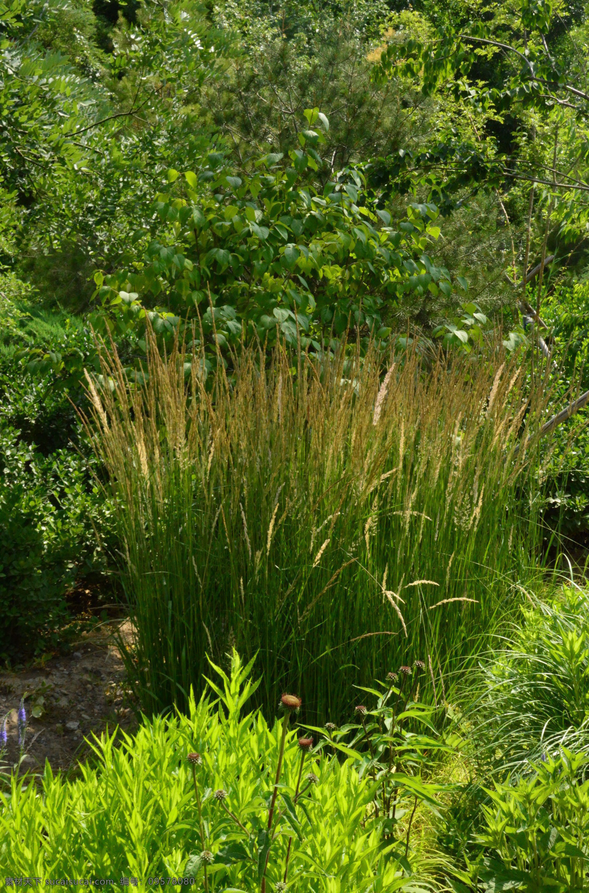 绿化风景 杂草 公园绿化 花卉 花儿 花瓣 花心 花草 绿叶 植物 园林绿化 绿化景观 花卉大观园 生物世界