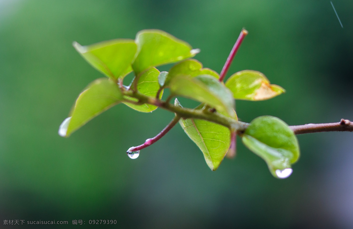 静物树枝 静物 树枝 雨天 摄影素材 生物世界 树木树叶