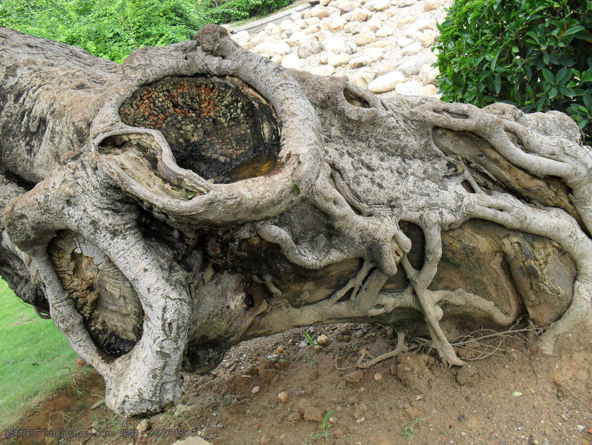 树根 树桩 老树根 老树 榕树 老树盘根 树木树叶 生物世界