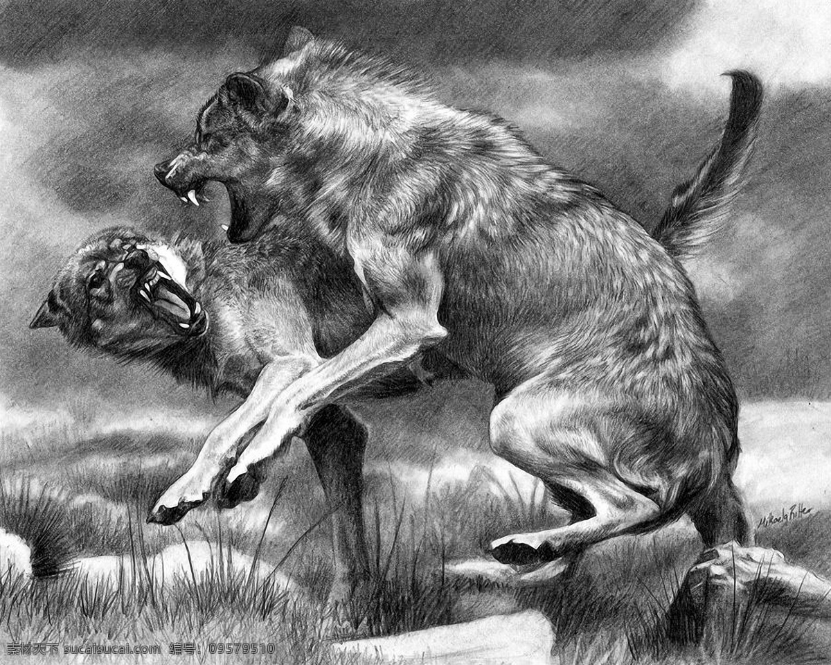 狼 　 动物 插图 动物插图01 设计素材 肉食动物 动物插图 书画美术 灰色