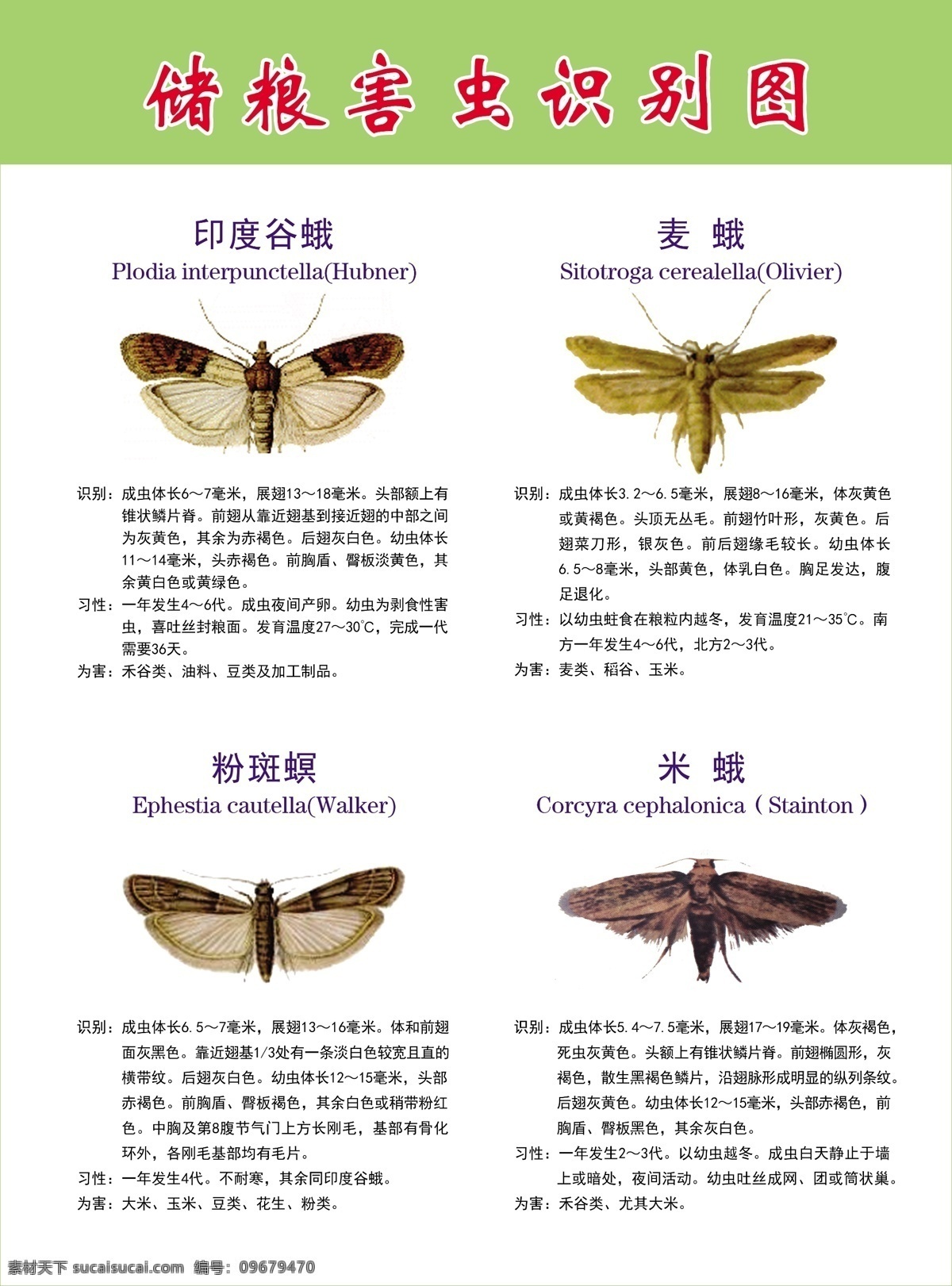 储粮 害虫 识别 图 害虫识别图 储粮害虫 印度谷蛾 麦蛾 粉斑螟 米蛾 玉米象 米象 黑毛皮蠹 谷蠹 赤拟谷盗 长角扁谷盗 锈赤扁谷盗 姬粉盗 黑粉虫 黄粉虫 黑菌虫 锯谷盗