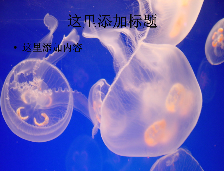 唯美 水母 高清 ppt5 自然风景 海洋 迷人景色 模板