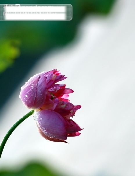 荷花 敬意 创意图片 高清图片 花苞 景观 美景 美丽 摄影图 摄影图库 植物 摄影图片 生活图片 自然景色 自然景观