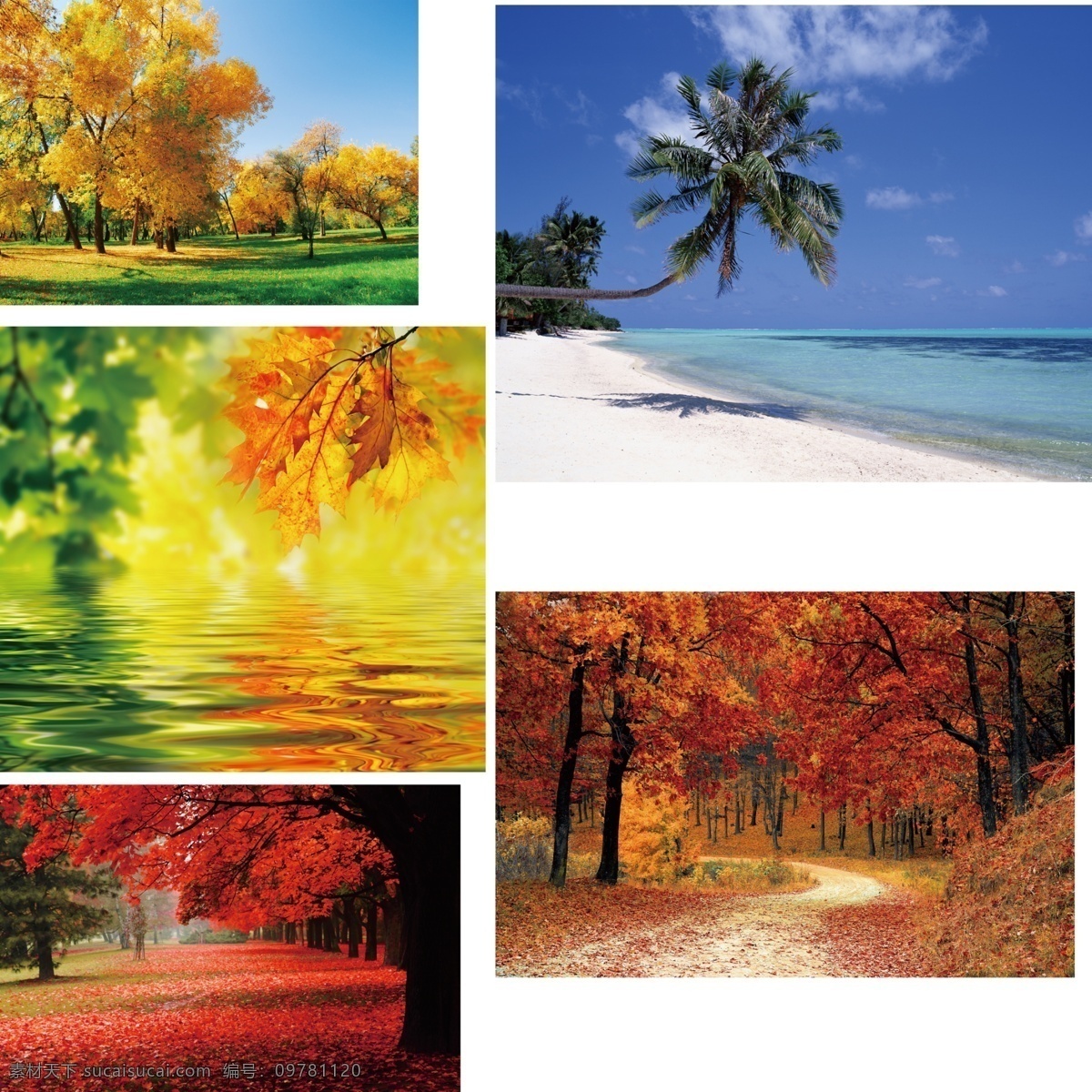 枫叶 海滩 落叶 秋天背景 大自然 树叶 小花 草 蓝天 绿地 分层