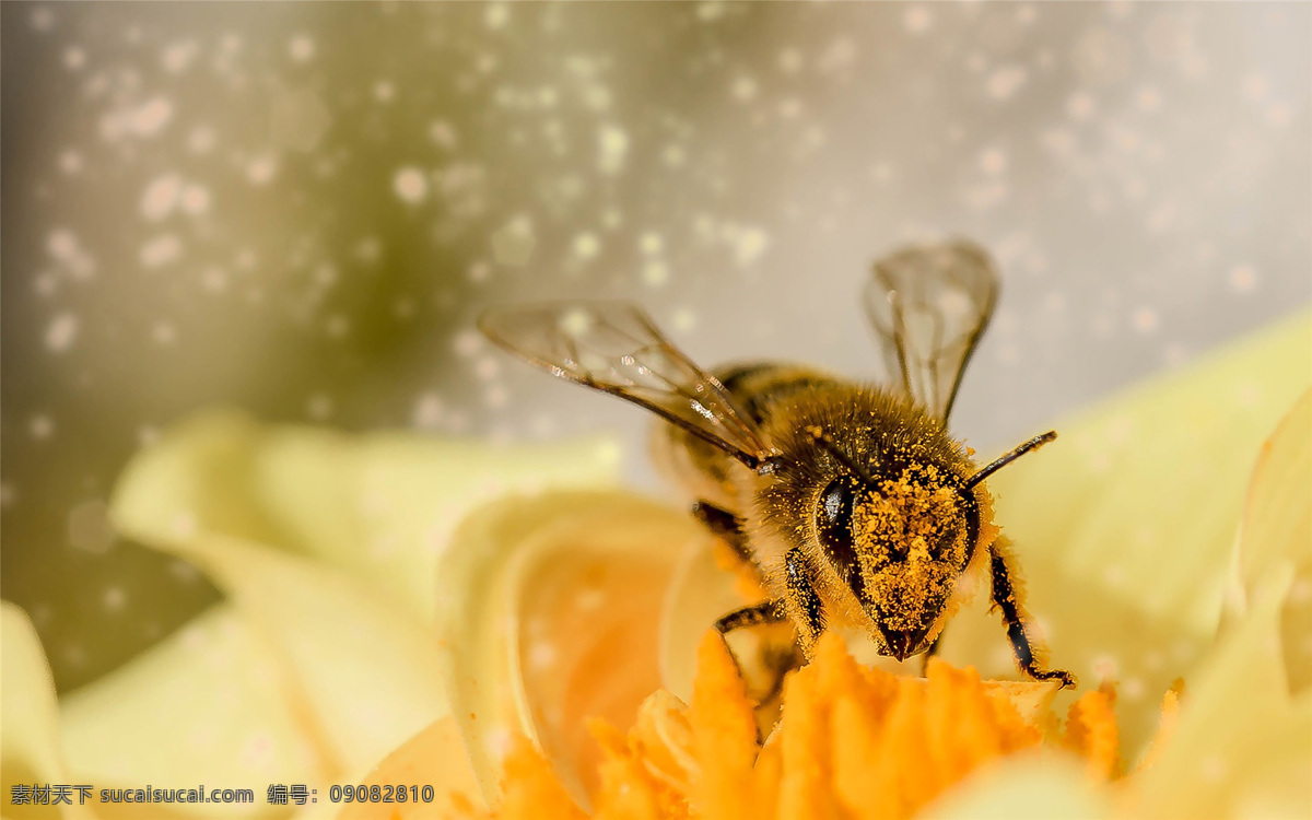 花 间 隐者 小 蜂蜜 蜜蜂 小蜜蜂 花间蜜蜂 花间隐者 蜜蜂采蜜 采蜜 花园 昆虫 蜂子 采花 油菜花 春天 花卉 花朵 田园 高清 生物世界