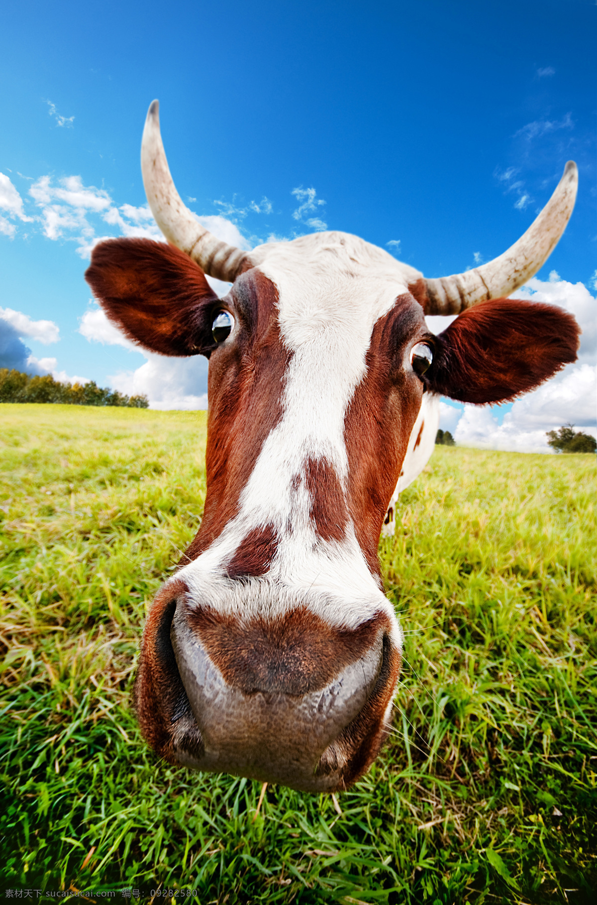 牛 牛群 牧场 奶牛场 农场 畜牧业 畜牧 产业 农业 生态农业 生态农场 牛特写 牛素材 动物 可爱奶牛 生物世界 家禽家畜