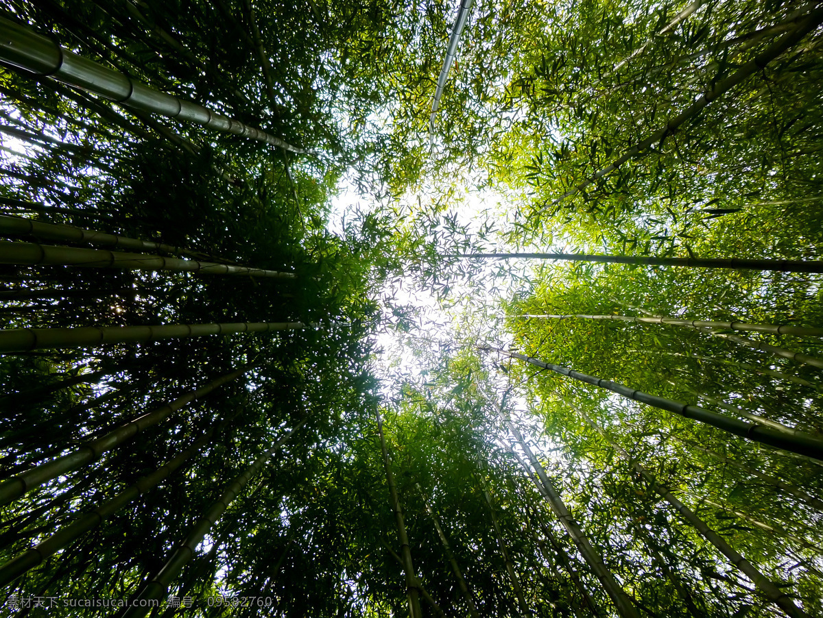 翠竹 绿色 毛竹 生物世界 树木树叶 竹 竹林 竹子 林子 密林 楠竹 竹子素材 竹林图片 矢量图 日常生活