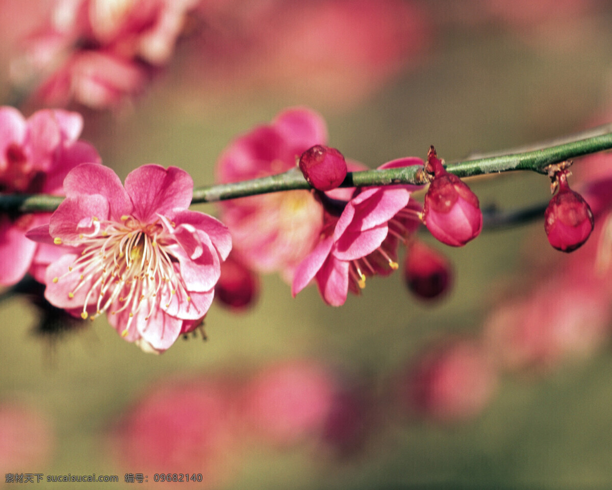 春暖花开 背景 风景 花 花草 花季 摄影图库 植物世界 自然风景 自然景观 花的季节