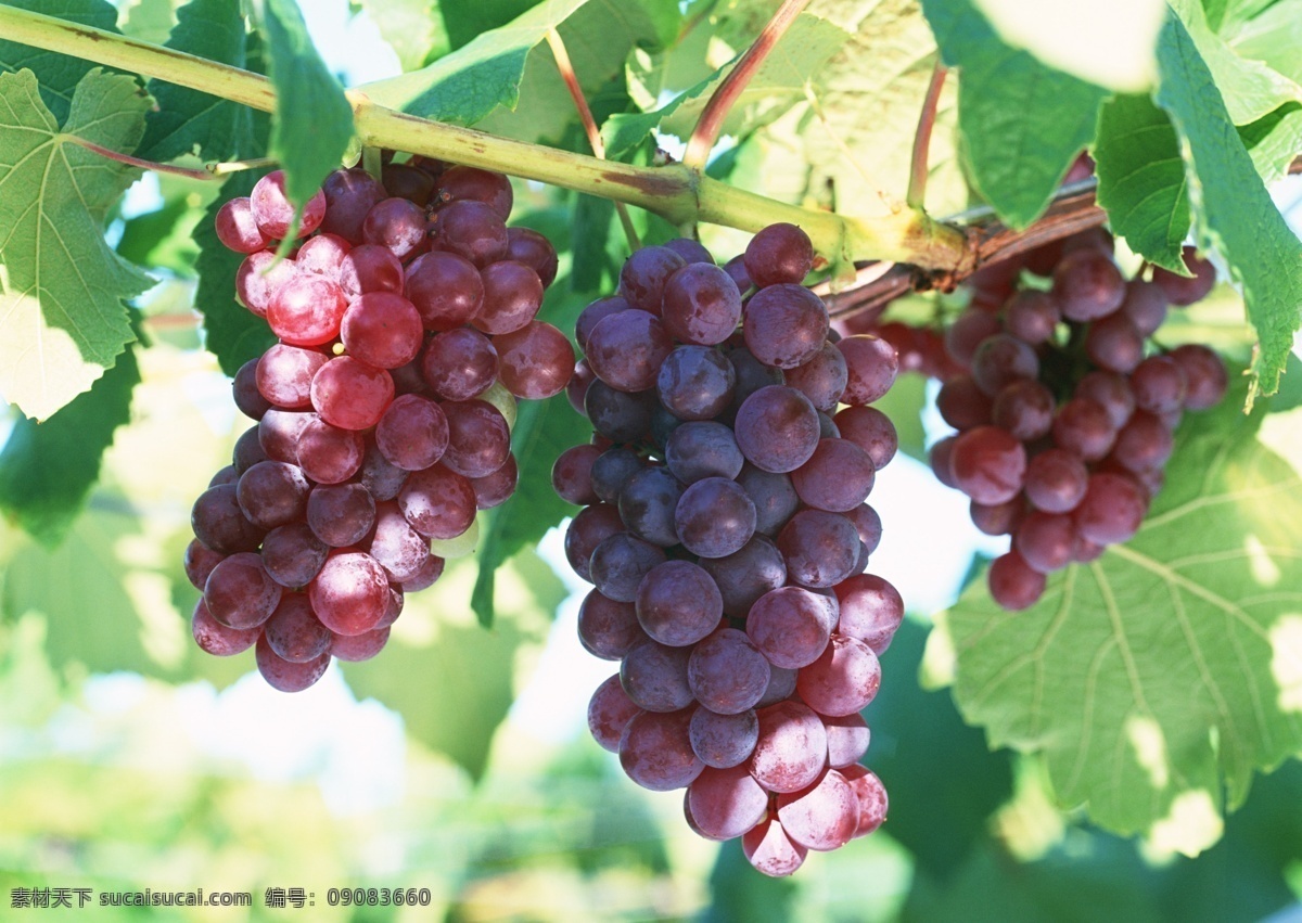 葡萄图片 葡萄 有机葡萄 葡萄批发 水果蔬菜 水果广告 生物世界 水果
