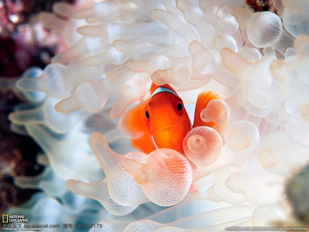 小丑鱼 鱼 海鱼 小黄鱼 尼莫 海底世界 珊瑚 海底 生物世界 海洋生物