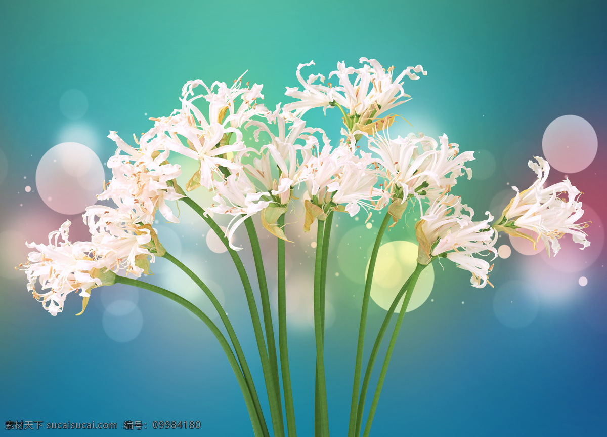 白色 花卉 背景 彼岸花 光晕 光斑 自然 清新 背景图 花朵 美丽 背景墙 装饰画 免费素材