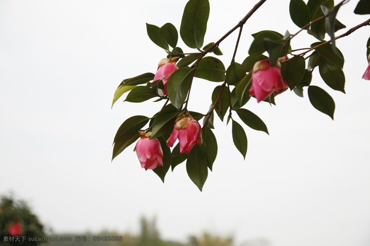 山茶花 粉红色 花朵 花瓣 绿叶 树枝 花卉 植物 花草 生物世界