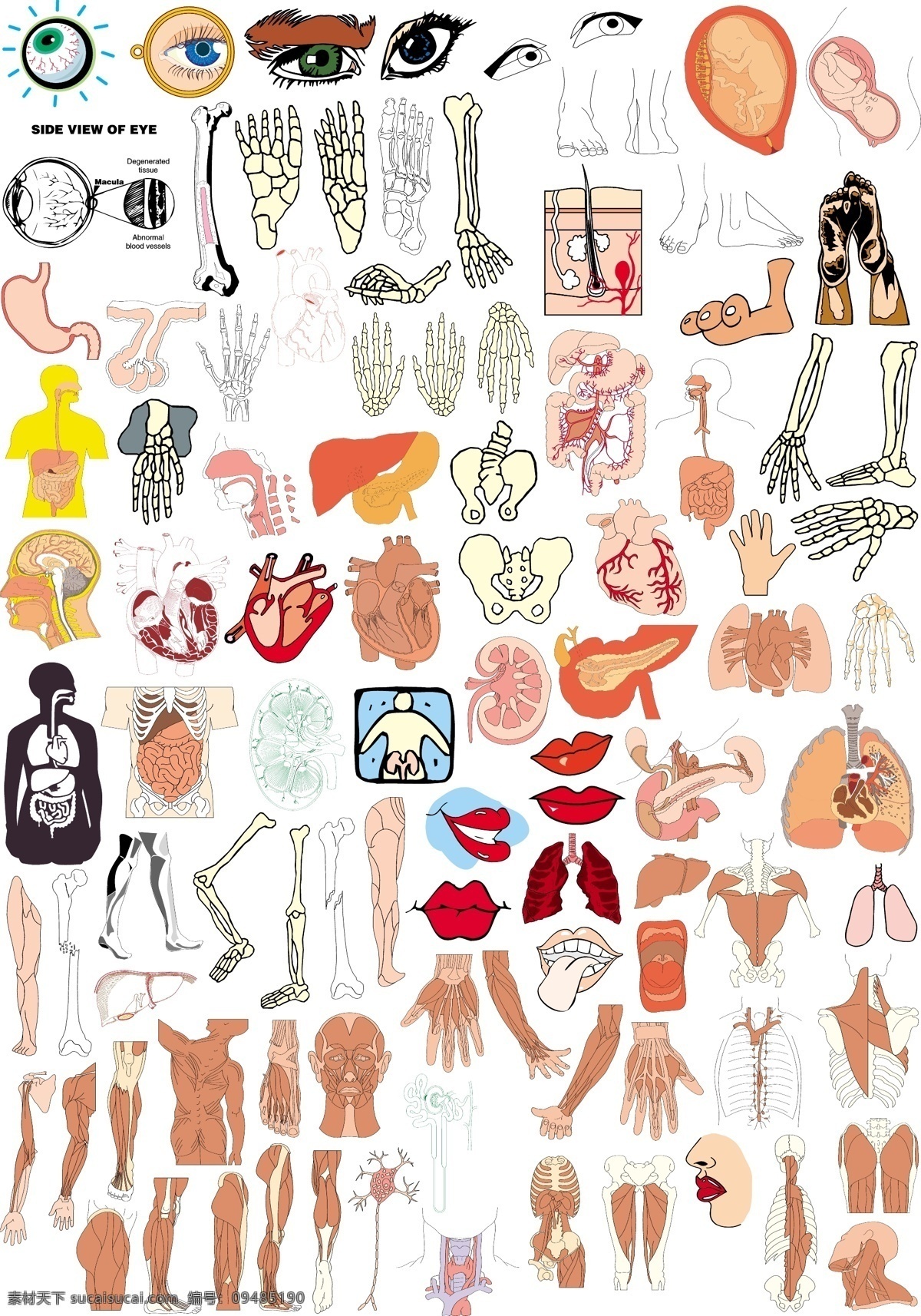 人体 解剖 系列 之一 矢量 二 白色