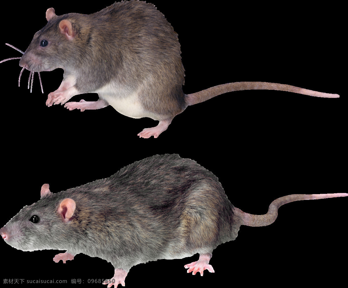 两 只 灰色 老鼠 免 抠 透明 图 层 老鼠卡通图片 日本 核辐射 变异 世界 上 最大 巨型 可爱老鼠 简 笔画 大全 老鼠简笔画 彩色老鼠图片 田鼠