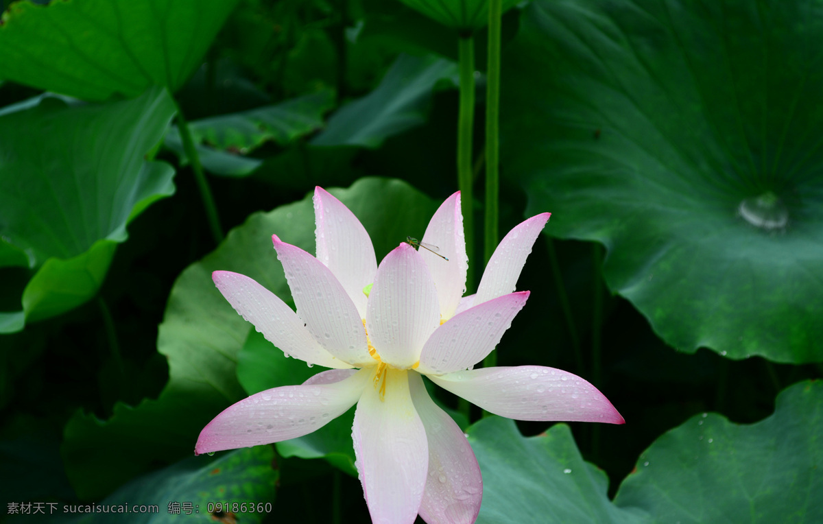 雨后荷花