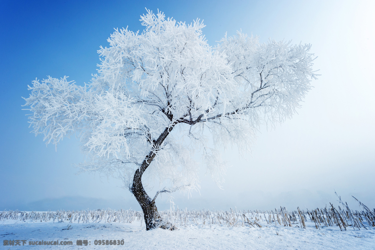 2002 年 场 雪 300dpijpg 高清图片 雪景雪树 白雪皑皑 挺拔的雪树 自然景观 自然风景