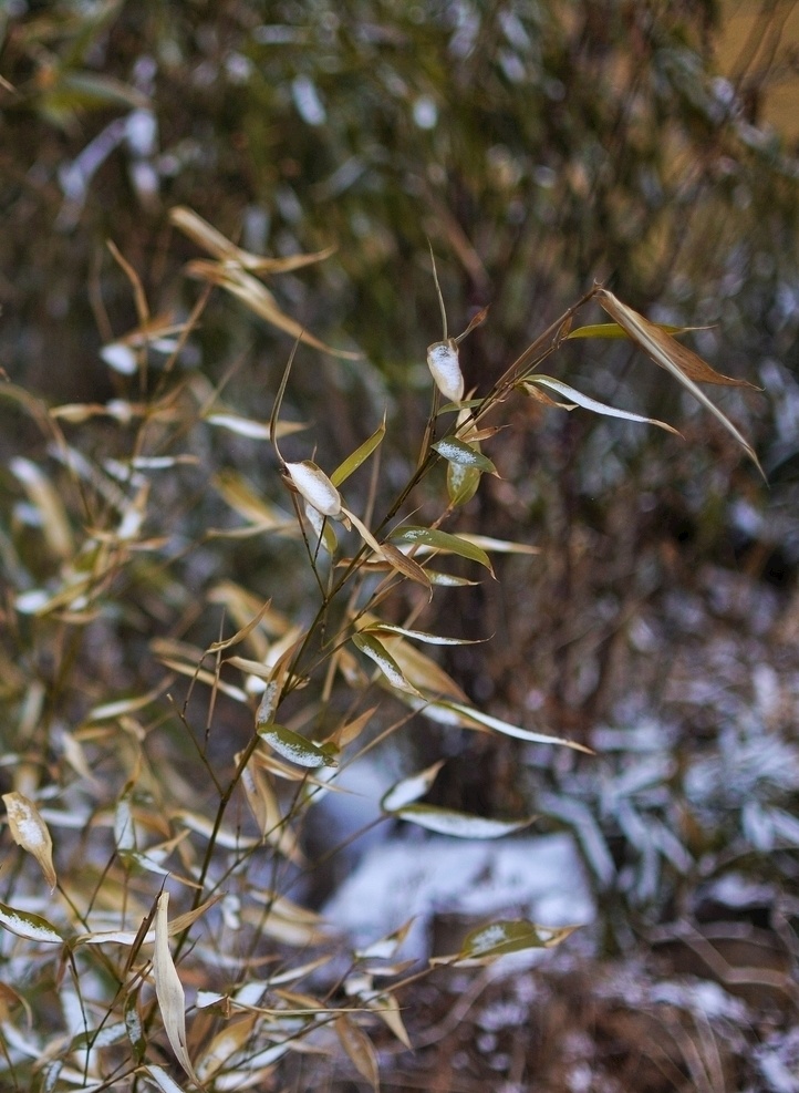 雪后 竹林 苦竹 竹君 四君子 自然景观 田园风光