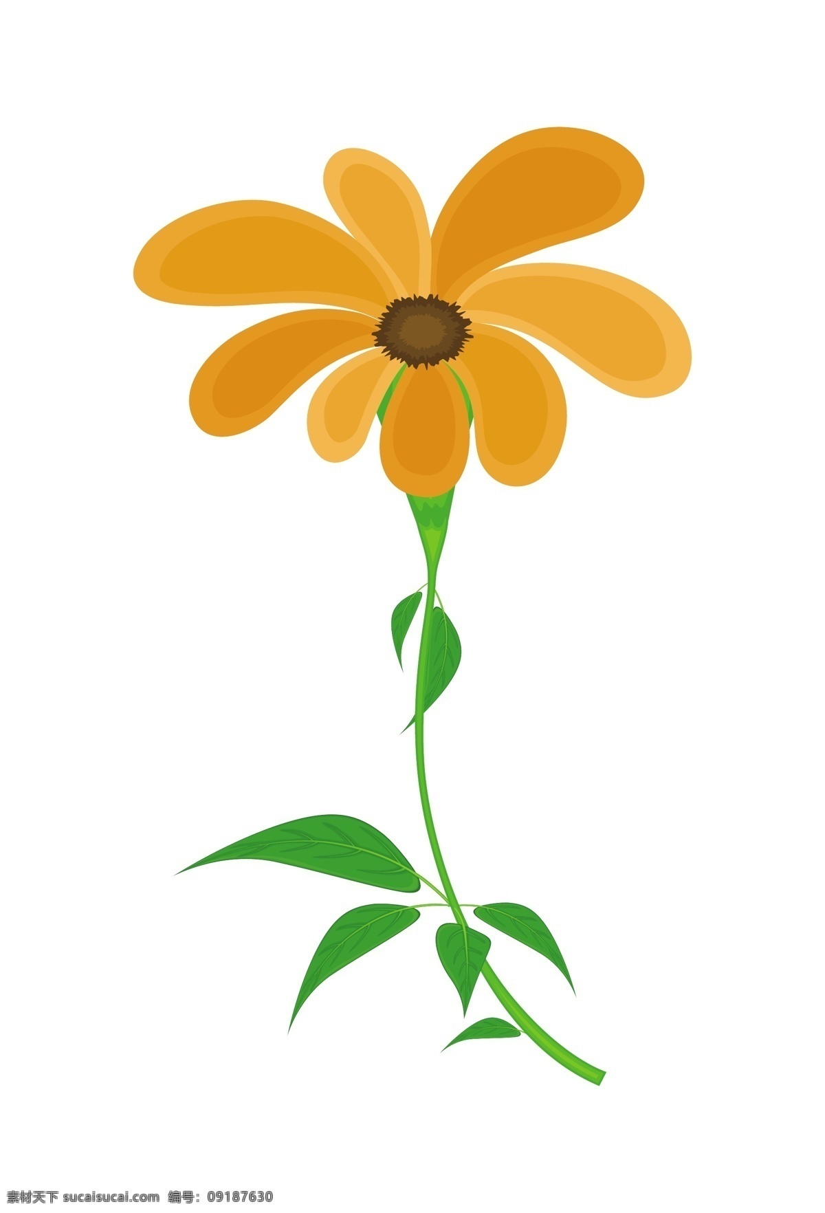 橙色雏菊向量 白色