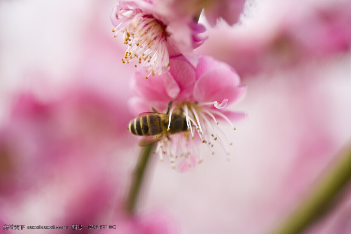 采 蜜 蜜蜂 高清图片 横构图 自然 植物 动物 昆虫 日光 户外 清新 白昼 风景 纯洁 樱花 粉红色的小花 粉色 生命 花枝 微距摄影 特写 勤快 采蜜 花草树木 生物世界