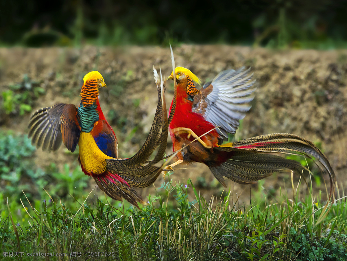 红腹锦鸡 鸟类 鸟类世界 动物 飞禽 宠物 飞禽世界 珍贵鸟类 生物世界 鸟
