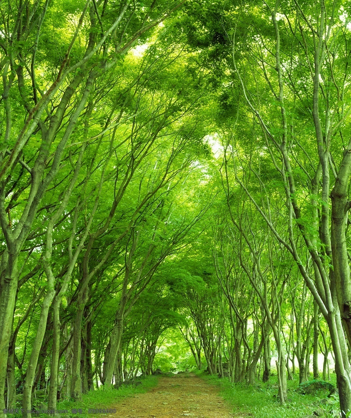 绿荫 林中小路 茁壮 枝繁叶茂 夏日清凉 天然氧吧 自然景观 自然风景