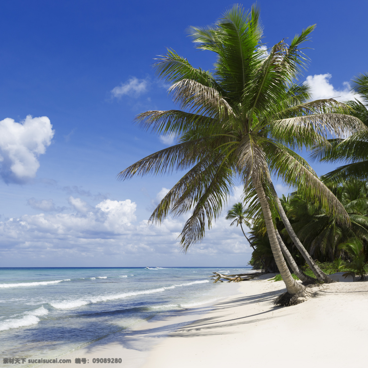 大海 沙滩 上 椰子树 海水 风景 自然 风景名胜 风景图片
