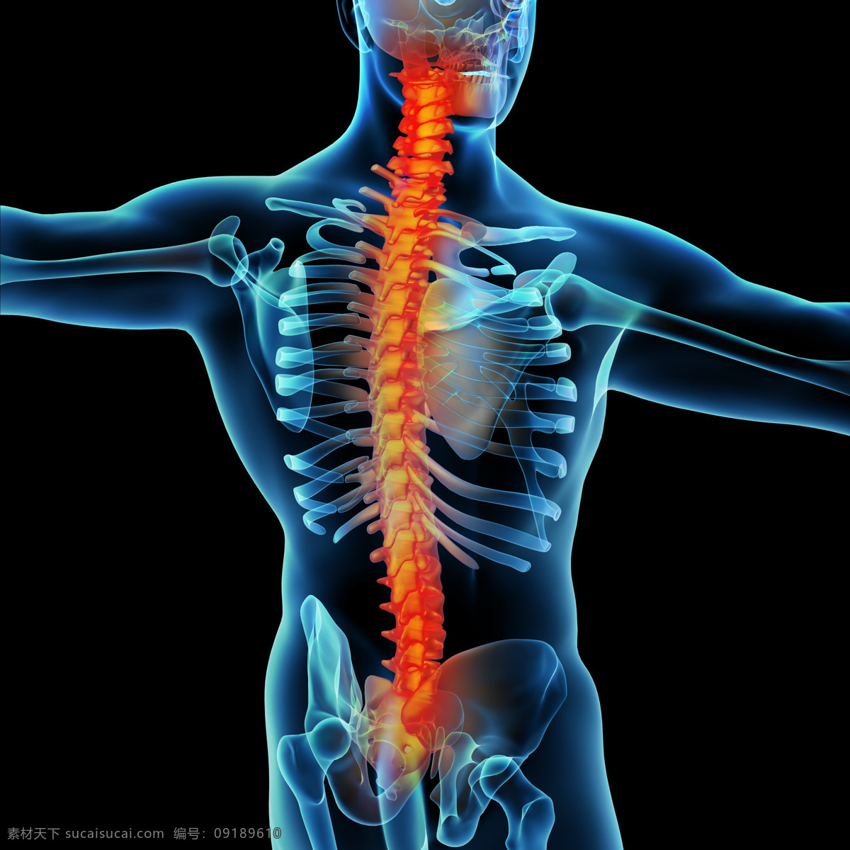 腰椎 疼痛 腰椎疼痛 关节痛 关节炎 人体器官 医疗护理 现代科技