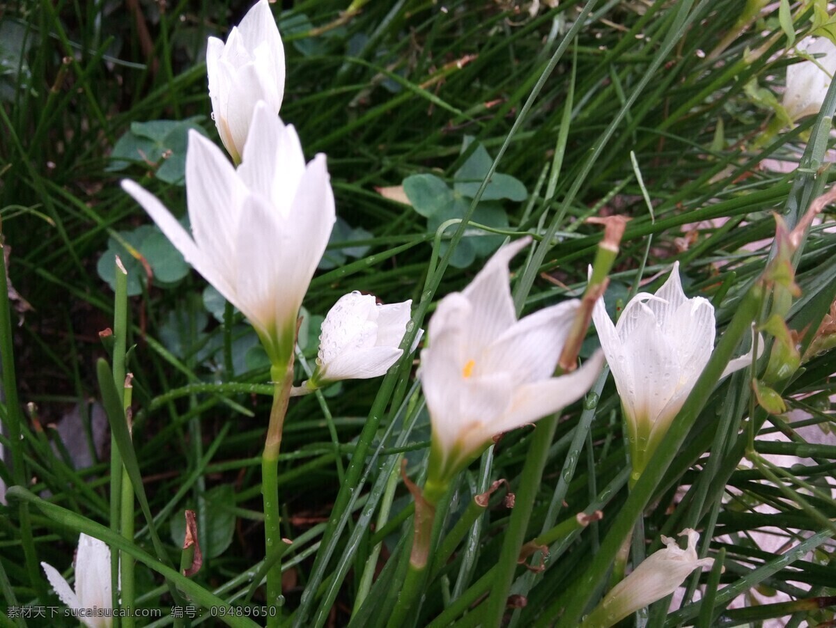 韭菜莲 葱兰 白花昌蒲莲 花卉 花朵 白色的花 白花素材 生物世界 花草