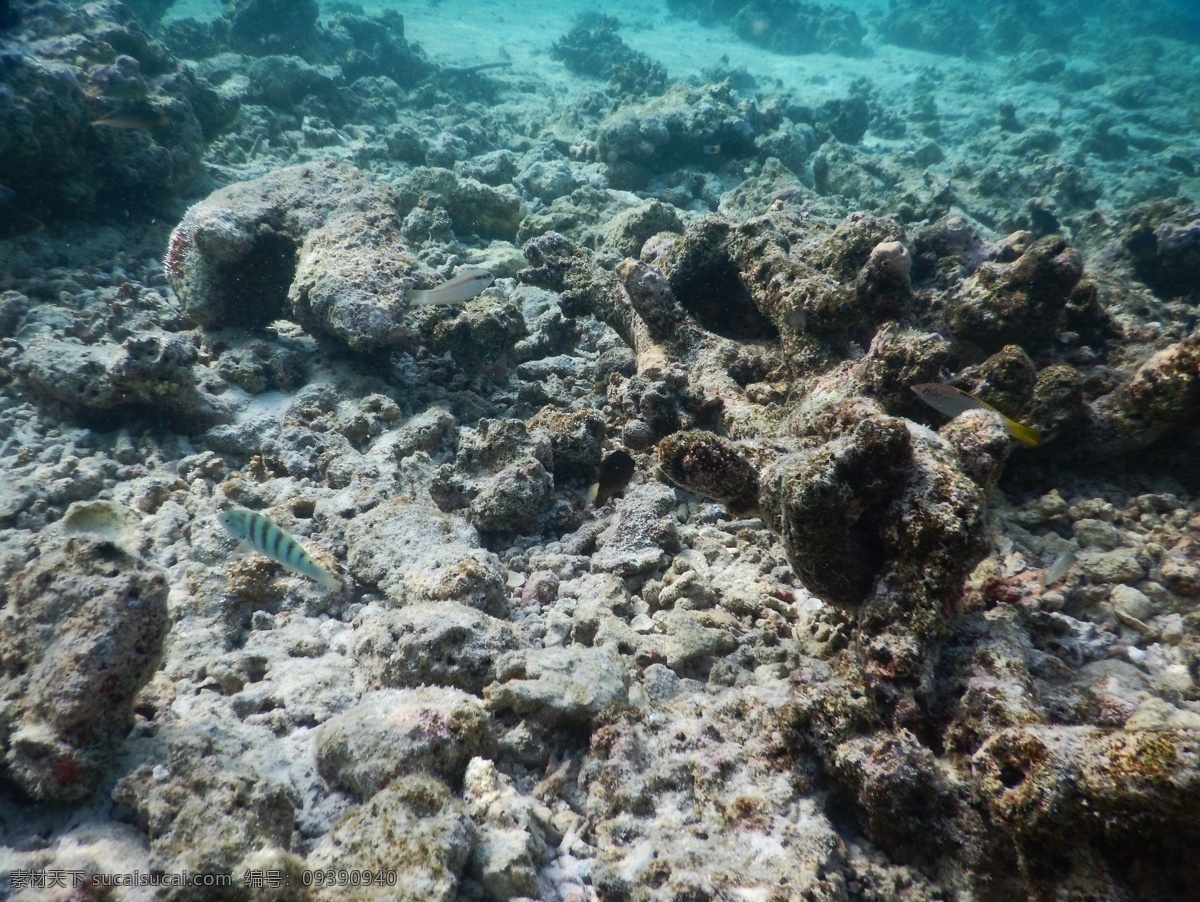 大堡礁 马尔代夫 珊瑚礁 大海 海底世界 海水 海洋 蓝色海洋 清澈 湛蓝 热带 生物 摄影作品 自然景观 自然风景