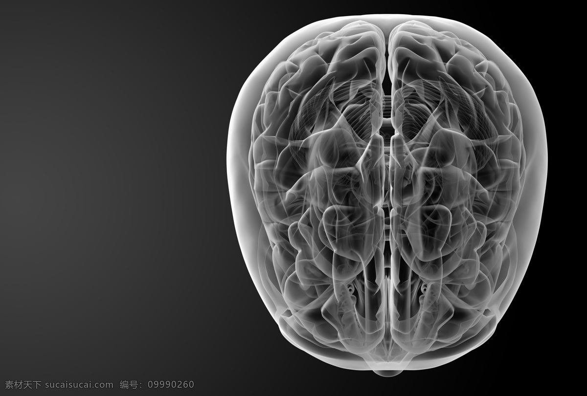 大脑 结构 科学研究 现代科技 大脑结构 人体结构 人体构造 脑细胞 脑容量 矢量图