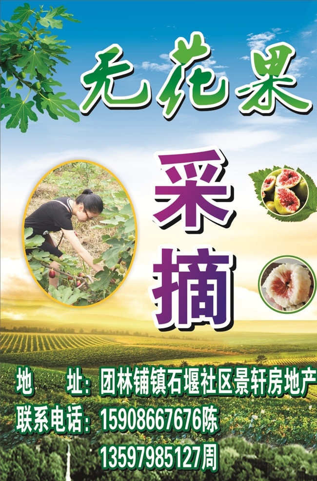采摘园 无花果采摘 无花果海报 采摘海报 无花果树 果园背景 无花果果实 田园风景 室外广告设计