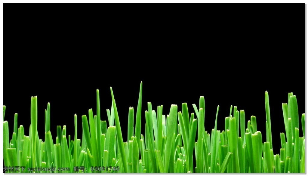 绿色植物 健康 生长 视频 高清视频素材 视频素材 动态视频素材 绿色 环保 植物