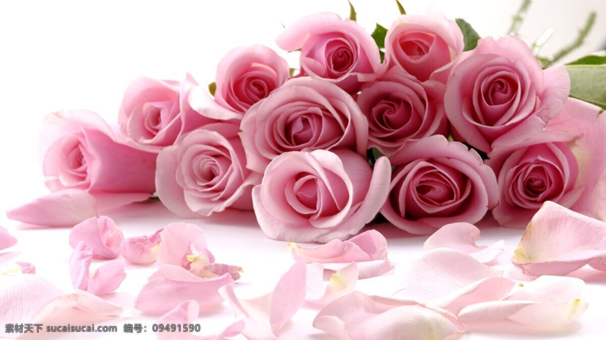 粉红色 玫瑰花 底纹 背景图片 底纹素材 粉红色玫瑰花 广告图片 设计素材 底纹边框