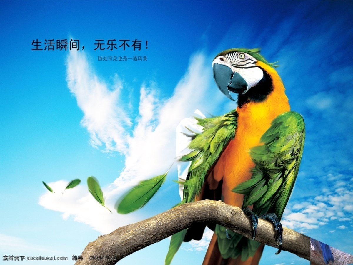 动物 鹦鹉 树枝 羽毛 蓝天 白云 鸟 大自然 广告设计模板 源文件