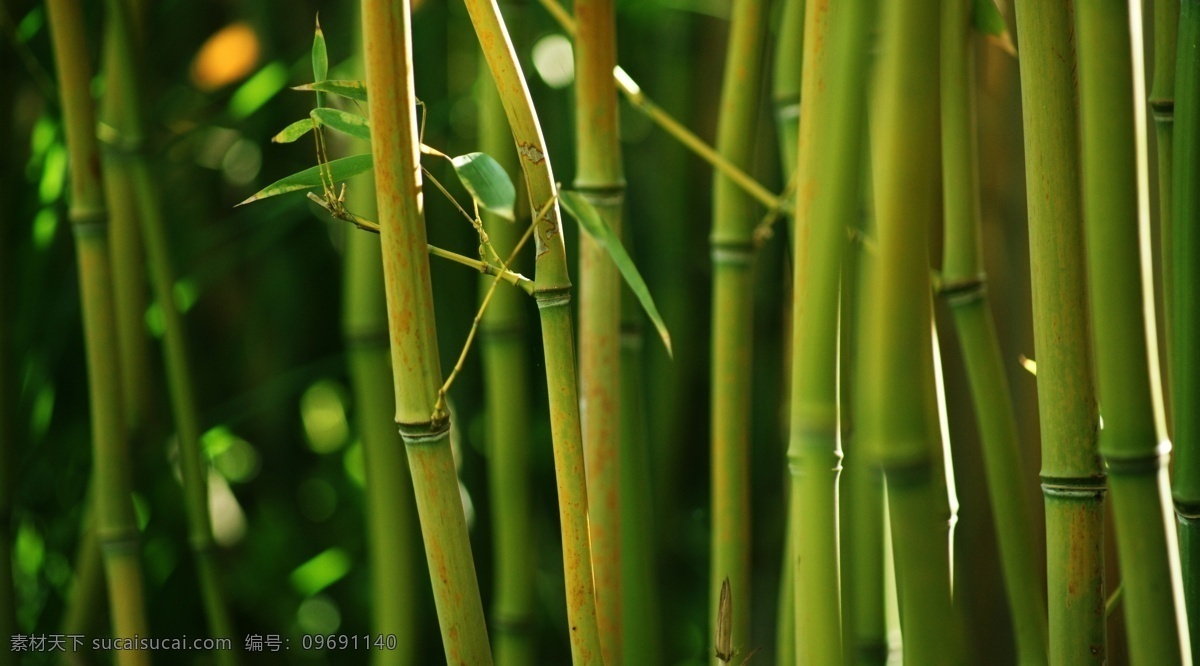 竹 茎 斑点 黄色 绿色 生物 生物世界 世界 竹茎 竹子 竹叶 竹节 树木树叶 矢量图 日常生活