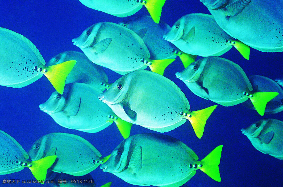 海洋生物 海底世界 海洋世界 珊瑚 3d海洋 海洋节 海洋文化节 海洋海报 海洋主题 海洋生物展 梦幻海洋节 海洋乐园 缤纷海洋乐园 鱼 青色 天蓝色
