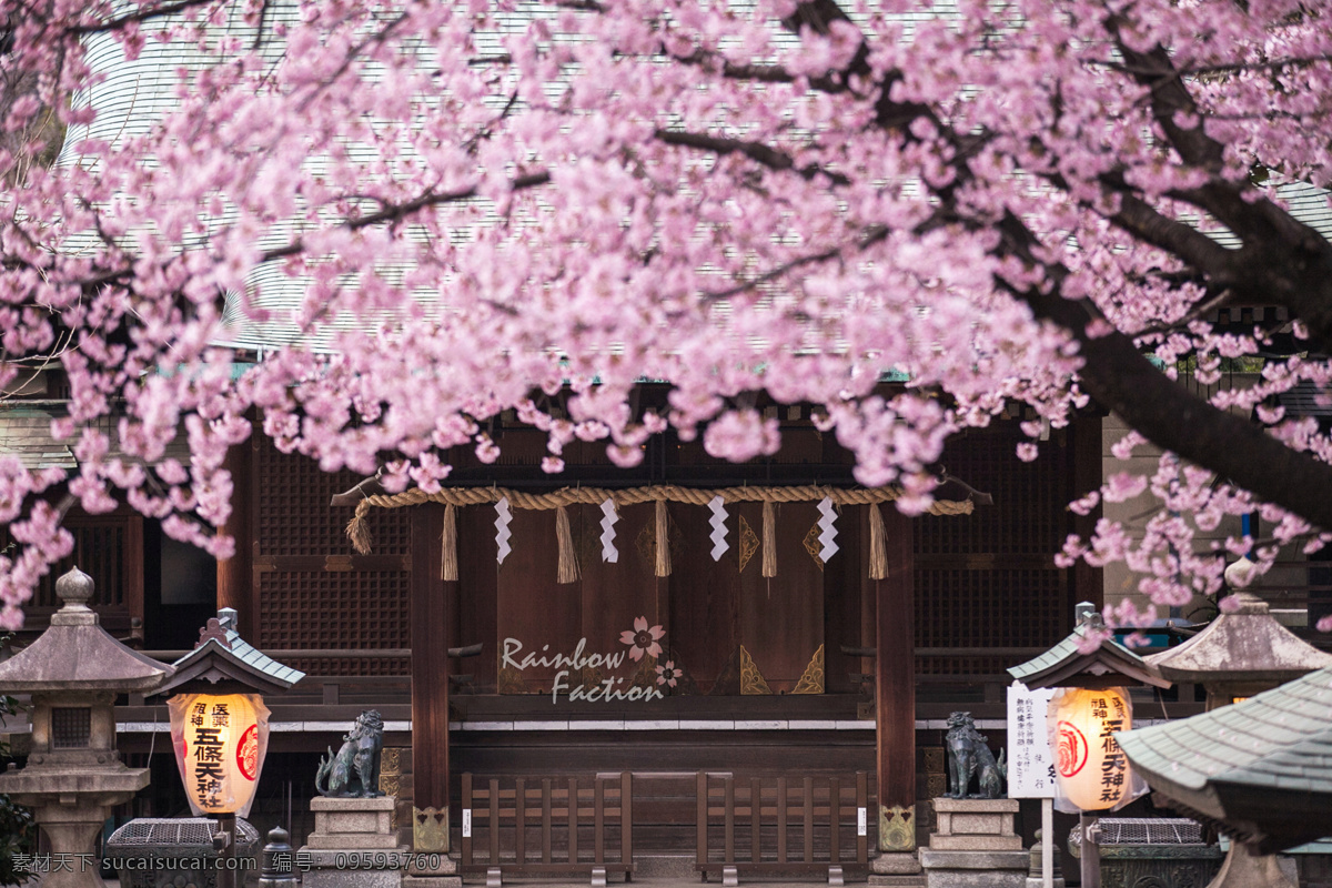 单瓣樱花 樱花大道 樱花树 樱花节 日本樱花 山樱花 多瓣樱花 樱花 生物世界 花草